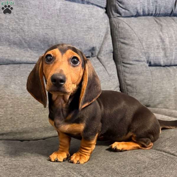 Henry, Dachshund Puppy